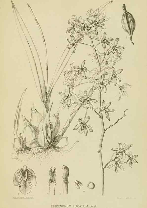 Reproducción/Reproduction 48870334811: Orchidaceae:. Boston,Houghton, Mifflin,1905-22.. 