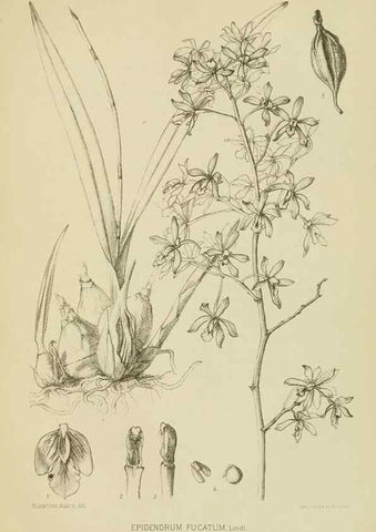 Reproducción/Reproduction 48870334811: Orchidaceae:. Boston,Houghton, Mifflin,1905-22.. 