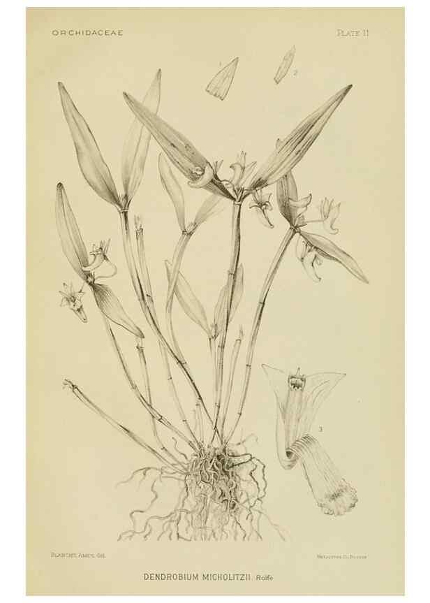 Reproducción/Reproduction 48870526832: Orchidaceae:. Boston,Houghton, Mifflin,1905-22.. 
