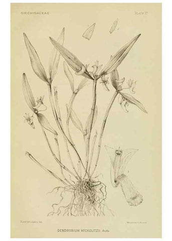 Reproducción/Reproduction 48870526832: Orchidaceae:. Boston,Houghton, Mifflin,1905-22.. 