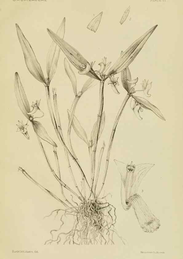Reproducción/Reproduction 48870526832: Orchidaceae:. Boston,Houghton, Mifflin,1905-22.. 