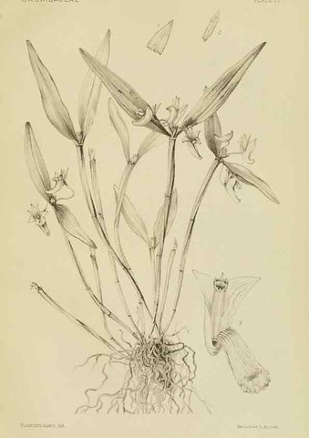 Reproducción/Reproduction 48870526832: Orchidaceae:. Boston,Houghton, Mifflin,1905-22.. 