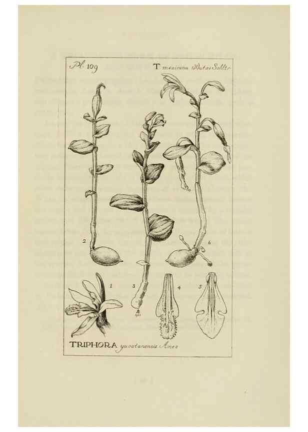 Reproducción/Reproduction 48871812112: Orchidaceae:. Boston,Houghton, Mifflin,1905-22.. 