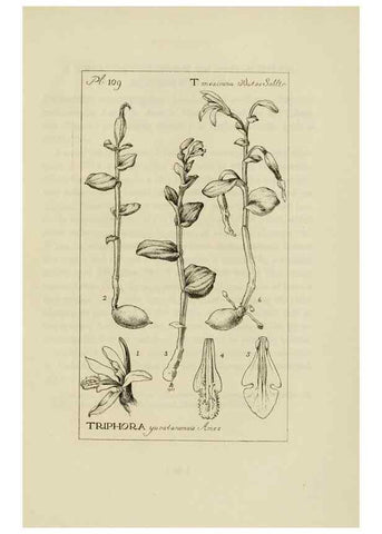 Reproducción/Reproduction 48871812112: Orchidaceae:. Boston,Houghton, Mifflin,1905-22.. 