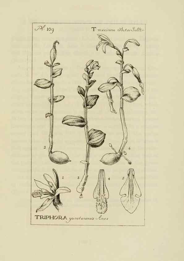 Reproducción/Reproduction 48871812112: Orchidaceae:. Boston,Houghton, Mifflin,1905-22.. 