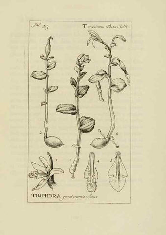 Reproducción/Reproduction 48871812112: Orchidaceae:. Boston,Houghton, Mifflin,1905-22.. 