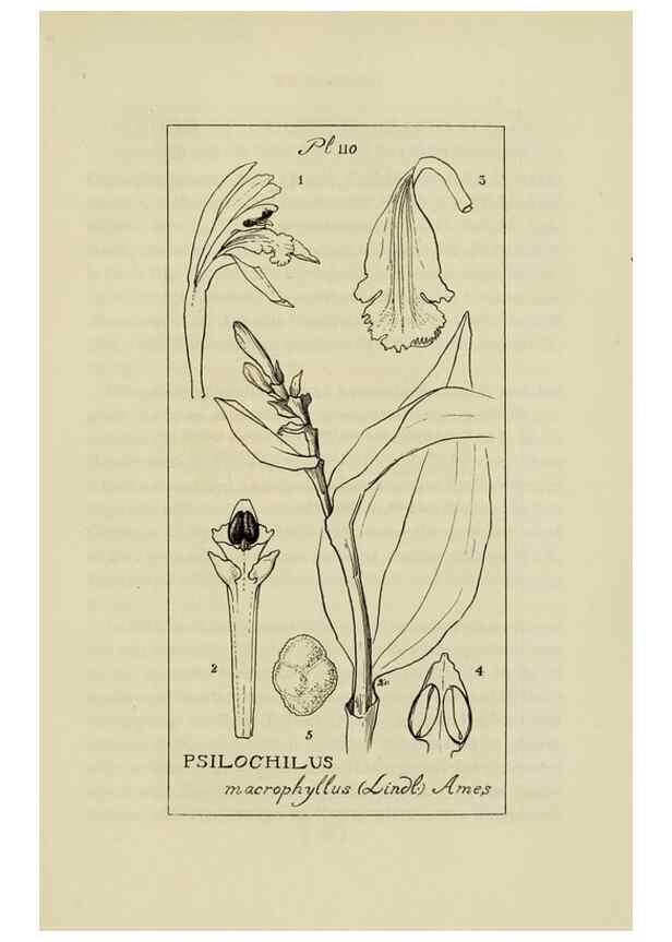 Reproducción/Reproduction 48871616816: Orchidaceae:. Boston,Houghton, Mifflin,1905-22.. 