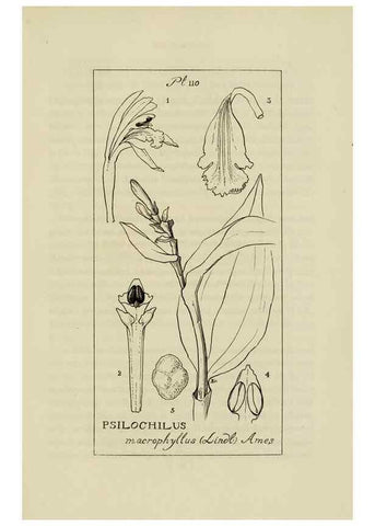 Reproducción/Reproduction 48871616816: Orchidaceae:. Boston,Houghton, Mifflin,1905-22.. 