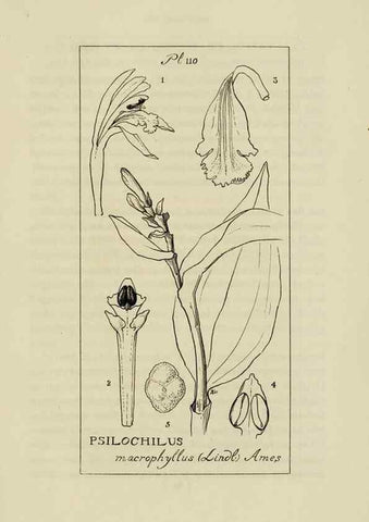 Reproducción/Reproduction 48871616816: Orchidaceae:. Boston,Houghton, Mifflin,1905-22.. 