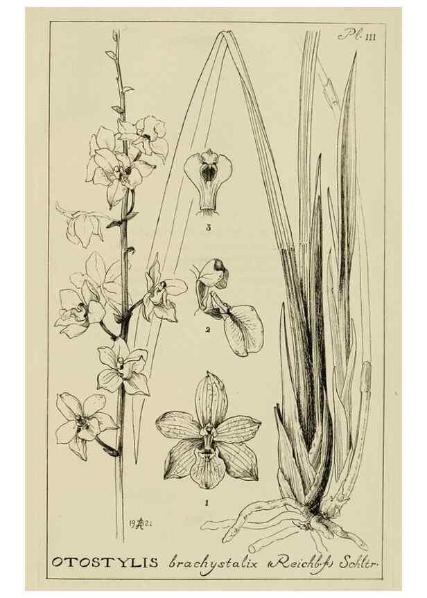 Reproducción/Reproduction 48871812917: Orchidaceae:. Boston,Houghton, Mifflin,1905-22.. 