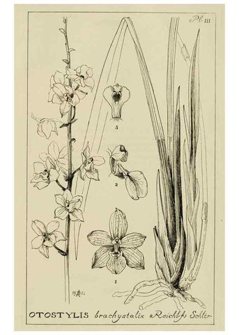Reproducción/Reproduction 48871812917: Orchidaceae:. Boston,Houghton, Mifflin,1905-22.. 