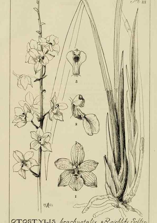 Reproducción/Reproduction 48871812917: Orchidaceae:. Boston,Houghton, Mifflin,1905-22.. 