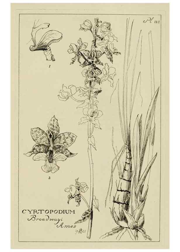 Reproducción/Reproduction 48871617581: Orchidaceae:. Boston,Houghton, Mifflin,1905-22.. 