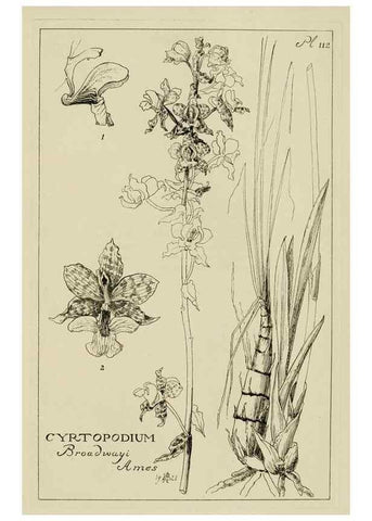 Reproducción/Reproduction 48871617581: Orchidaceae:. Boston,Houghton, Mifflin,1905-22.. 