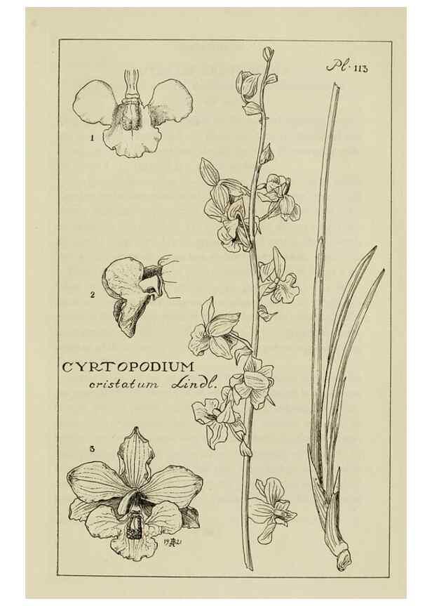 Reproducción/Reproduction 48871813802: Orchidaceae:. Boston,Houghton, Mifflin,1905-22.. 