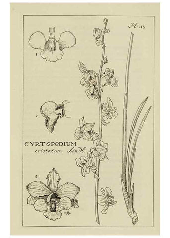 Reproducción/Reproduction 48871813802: Orchidaceae:. Boston,Houghton, Mifflin,1905-22.. 