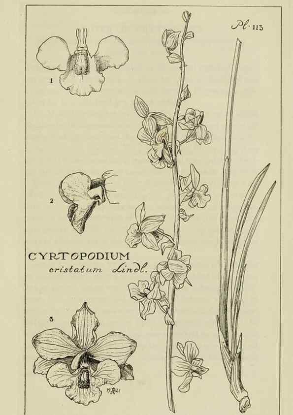 Reproducción/Reproduction 48871813802: Orchidaceae:. Boston,Houghton, Mifflin,1905-22.. 