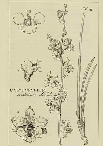 Reproducción/Reproduction 48871813802: Orchidaceae:. Boston,Houghton, Mifflin,1905-22.. 