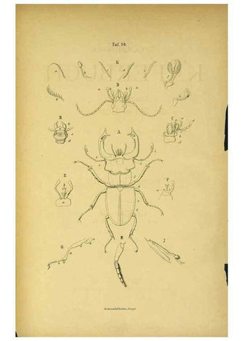 Reproducción/Reproduction 48902990131: C. G. Calwers Käferbuch;. Stuttgart,J. Hoffman[1883]. 