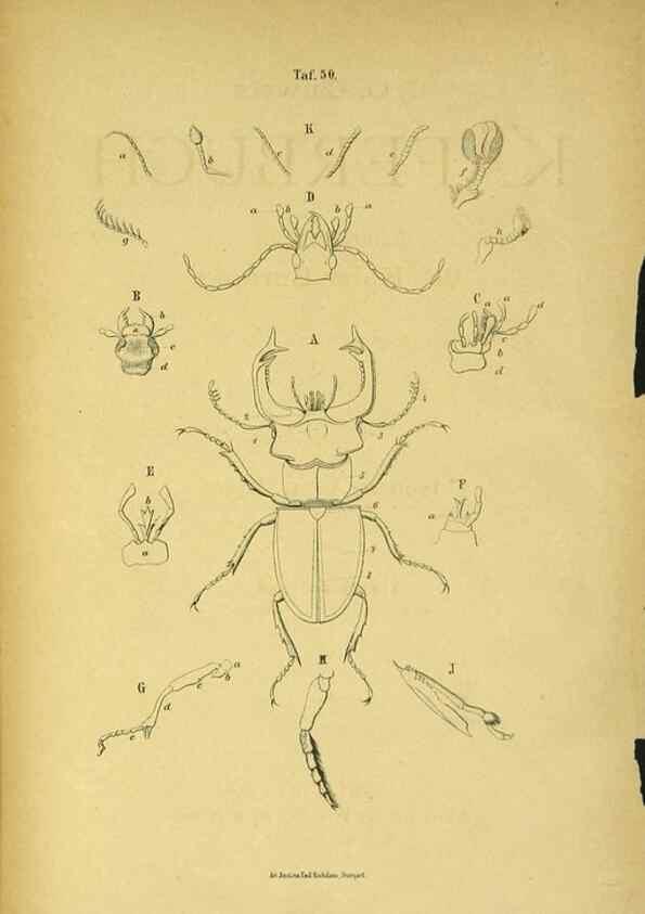 Reproducción/Reproduction 48902990131: C. G. Calwers Käferbuch;. Stuttgart,J. Hoffman[1883]. 