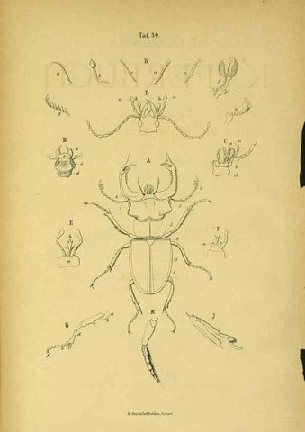 Reproducción/Reproduction 48902990131: C. G. Calwers Käferbuch;. Stuttgart,J. Hoffman[1883]. 