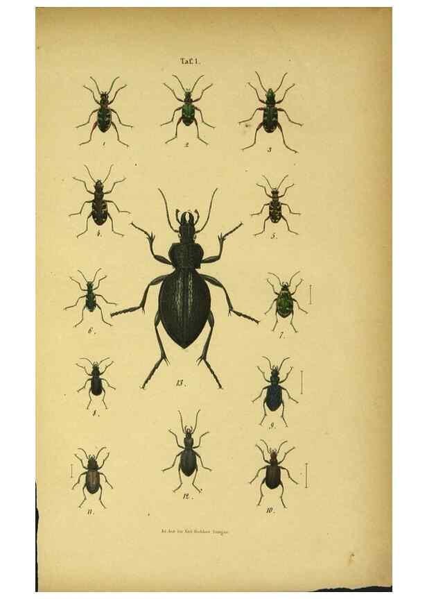 Reproducción/Reproduction 48902464813: C. G. Calwers Käferbuch;. Stuttgart,J. Hoffman[1883]. 