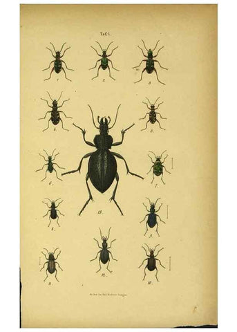 Reproducción/Reproduction 48902464813: C. G. Calwers Käferbuch;. Stuttgart,J. Hoffman[1883]. 