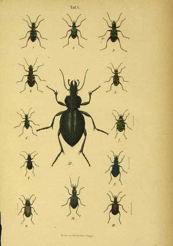 Reproducción/Reproduction 48902464813: C. G. Calwers Käferbuch;. Stuttgart,J. Hoffman[1883]. 