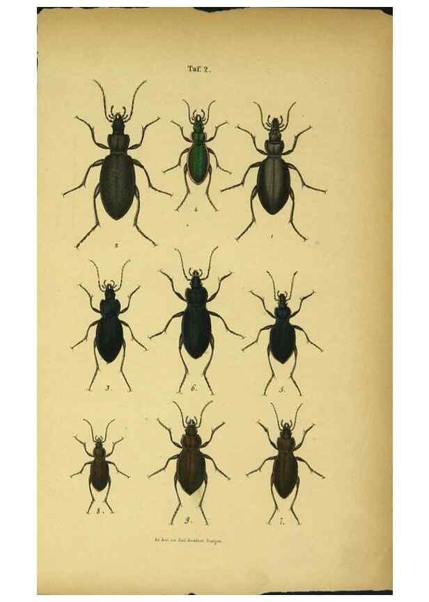 Reproducción/Reproduction 48902465053: C. G. Calwers Käferbuch;. Stuttgart,J. Hoffman[1883]. 