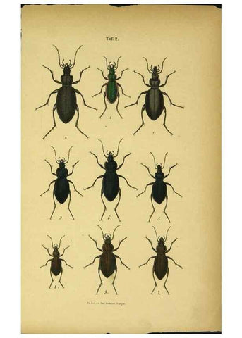 Reproducción/Reproduction 48902465053: C. G. Calwers Käferbuch;. Stuttgart,J. Hoffman[1883]. 