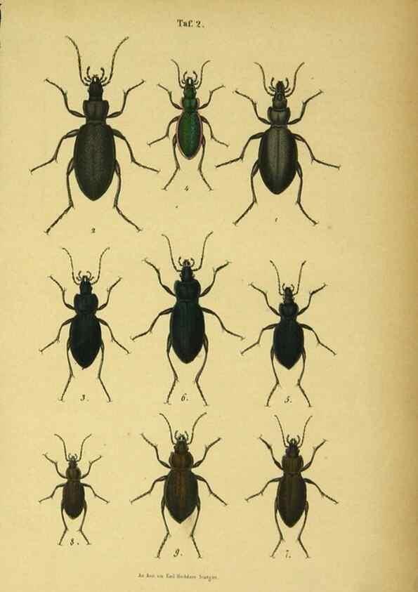 Reproducción/Reproduction 48902465053: C. G. Calwers Käferbuch;. Stuttgart,J. Hoffman[1883]. 
