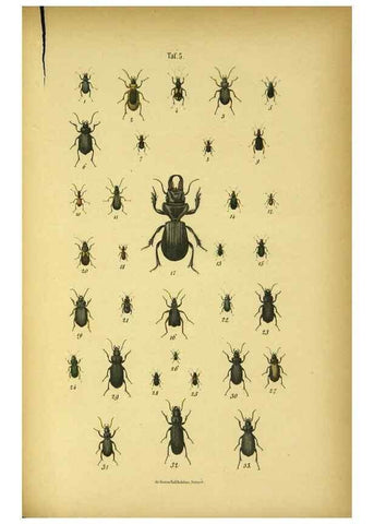 Reproducción/Reproduction 48903198672: C. G. Calwers Käferbuch;. Stuttgart,J. Hoffman[1883]. 