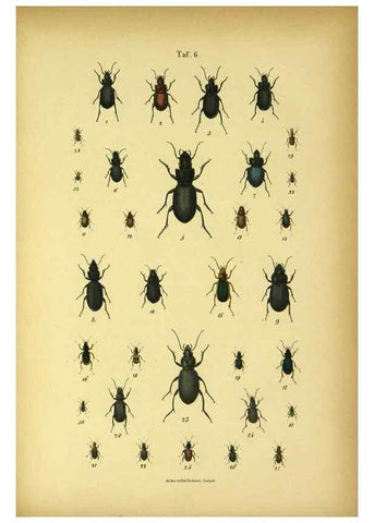 Reproducción/Reproduction 48902991906: C. G. Calwers Käferbuch;. Stuttgart,J. Hoffman[1883]. 