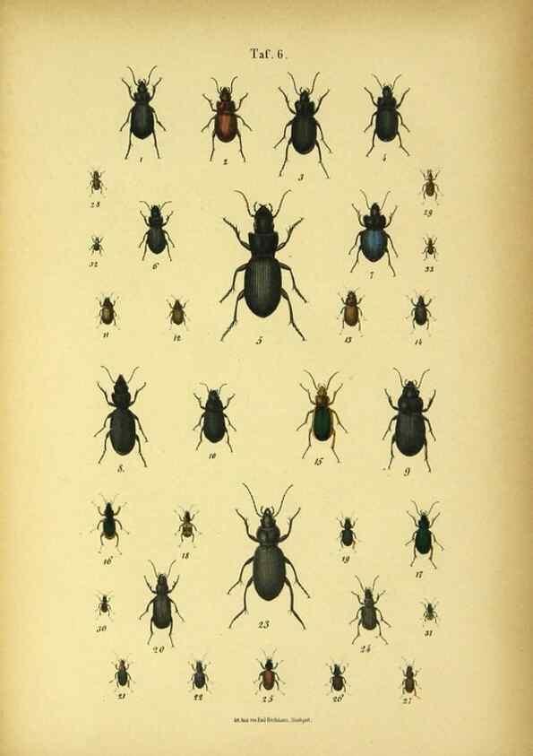 Reproducción/Reproduction 48902991906: C. G. Calwers Käferbuch;. Stuttgart,J. Hoffman[1883]. 