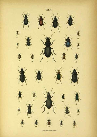 Reproducción/Reproduction 48902991906: C. G. Calwers Käferbuch;. Stuttgart,J. Hoffman[1883]. 