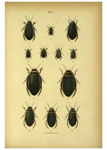 Reproducción/Reproduction 48902466638: C. G. Calwers Käferbuch;. Stuttgart,J. Hoffman[1883]. 