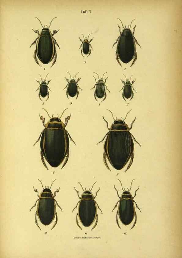 Reproducción/Reproduction 48902466638: C. G. Calwers Käferbuch;. Stuttgart,J. Hoffman[1883]. 