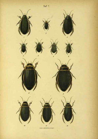 Reproducción/Reproduction 48902466638: C. G. Calwers Käferbuch;. Stuttgart,J. Hoffman[1883]. 