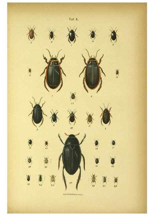 Reproducción/Reproduction 48902467268: C. G. Calwers Käferbuch;. Stuttgart,J. Hoffman[1883]. 