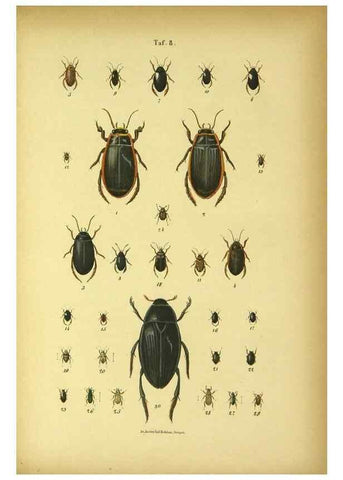 Reproducción/Reproduction 48902467268: C. G. Calwers Käferbuch;. Stuttgart,J. Hoffman[1883]. 