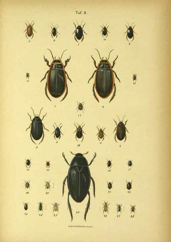 Reproducción/Reproduction 48902467268: C. G. Calwers Käferbuch;. Stuttgart,J. Hoffman[1883]. 