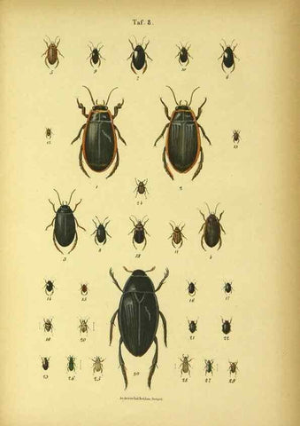 Reproducción/Reproduction 48902467268: C. G. Calwers Käferbuch;. Stuttgart,J. Hoffman[1883]. 