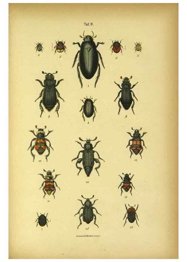 Reproducción/Reproduction 48903200062: C. G. Calwers Käferbuch;. Stuttgart,J. Hoffman[1883]. 