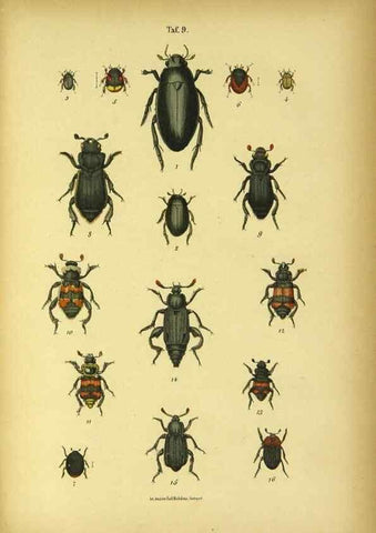 Reproducción/Reproduction 48903200062: C. G. Calwers Käferbuch;. Stuttgart,J. Hoffman[1883]. 