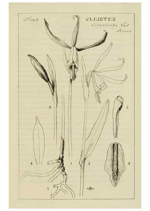Reproducción/Reproduction 48871811802: Orchidaceae:. Boston,Houghton, Mifflin,1905-22.. 
