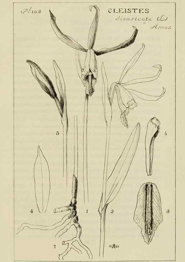 Reproducción/Reproduction 48871811802: Orchidaceae:. Boston,Houghton, Mifflin,1905-22.. 