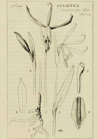 Reproducción/Reproduction 48871811802: Orchidaceae:. Boston,Houghton, Mifflin,1905-22.. 
