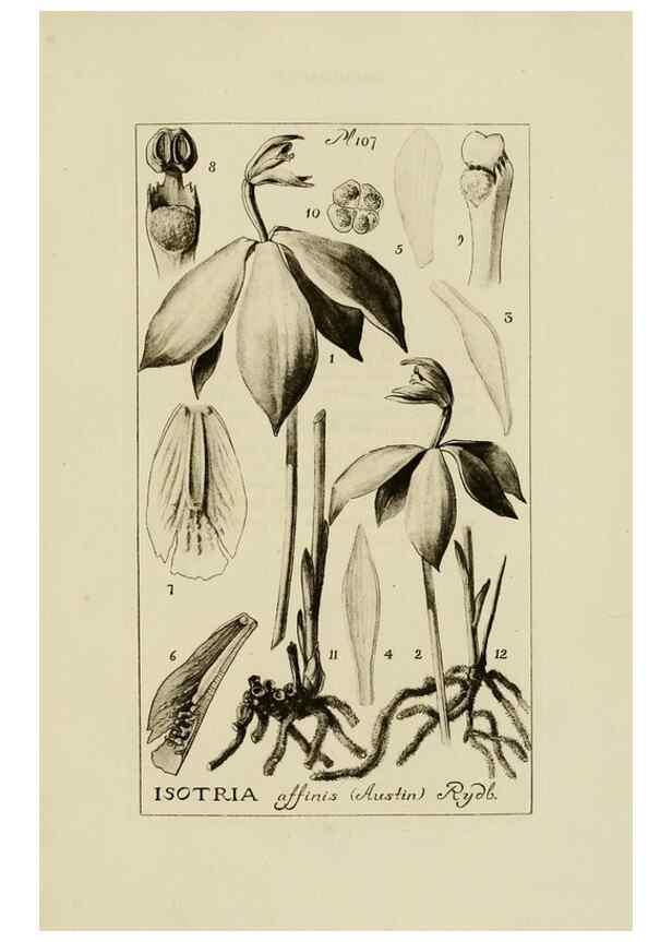 Reproducción/Reproduction 48871615721: Orchidaceae:. Boston,Houghton, Mifflin,1905-22.. 