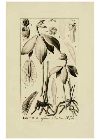 Reproducción/Reproduction 48871615721: Orchidaceae:. Boston,Houghton, Mifflin,1905-22.. 