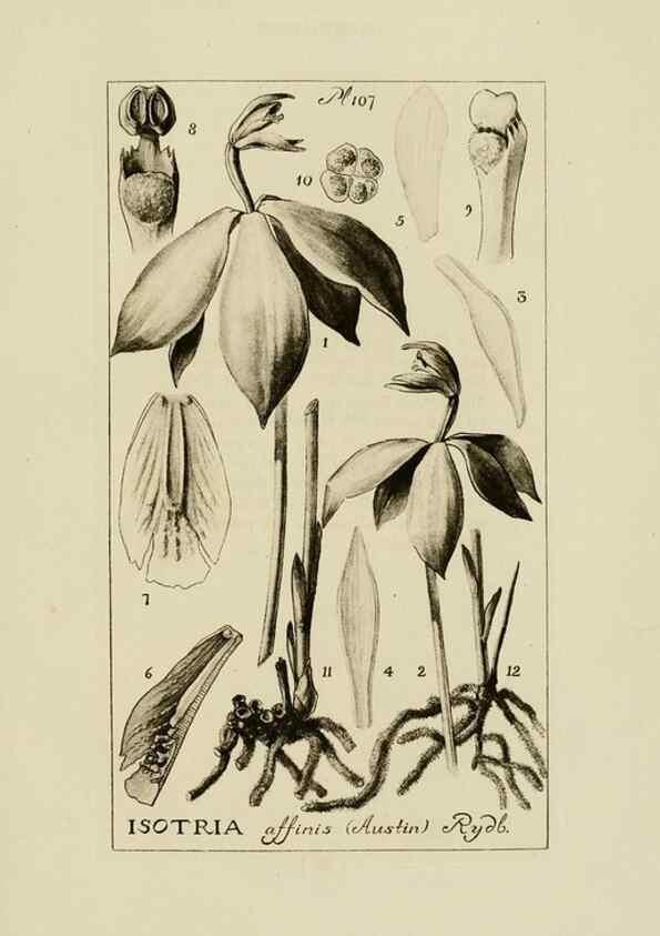 Reproducción/Reproduction 48871615721: Orchidaceae:. Boston,Houghton, Mifflin,1905-22.. 